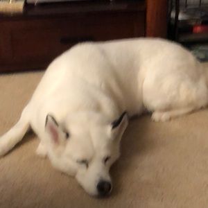 Meet your Posher, Desiree